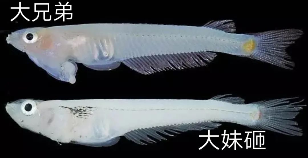 “接吻会怀孕吗?会的”|你不知道的亲嘴冷知识